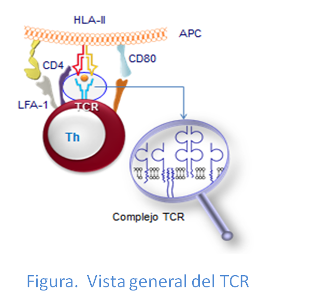 05. Receptor de células T