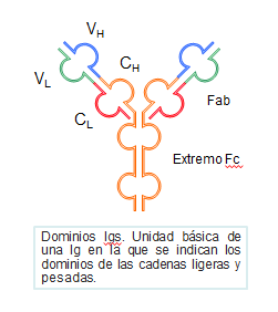 Esquema de los componentes del complejo TCR-CD3 y su relación con la membrana celular