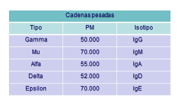 Dominios ITAM de la cola citoplasmática de las cadenas zeta de membrana de linfocitos.