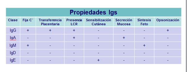 Proceso de selección positiva y negativa en el timo de linfocitos T.