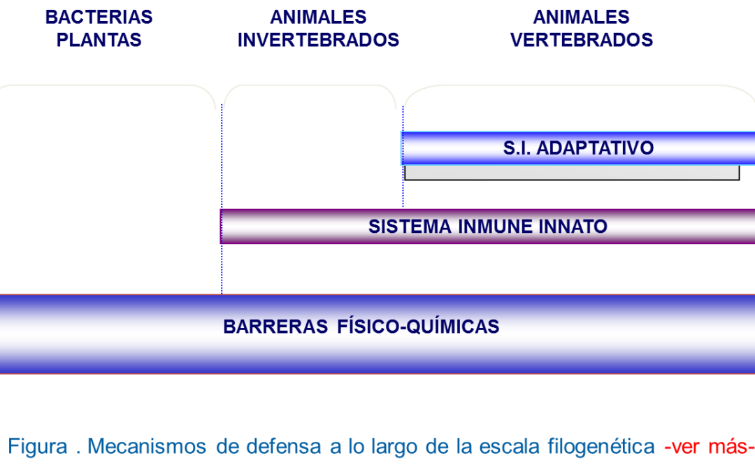 14. Filogenia del sistema inmune