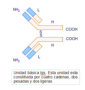 03. Inmunoglobulinas
